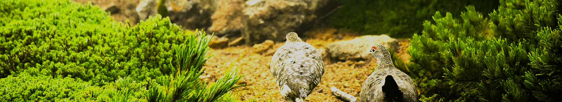 飛騨山脈をまもるページトップ