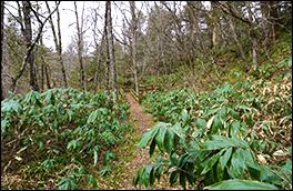 平湯自然探索路風景画像