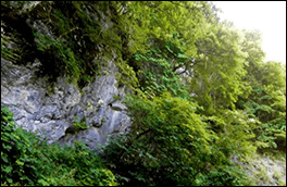 大規模林道登山口の風景画像