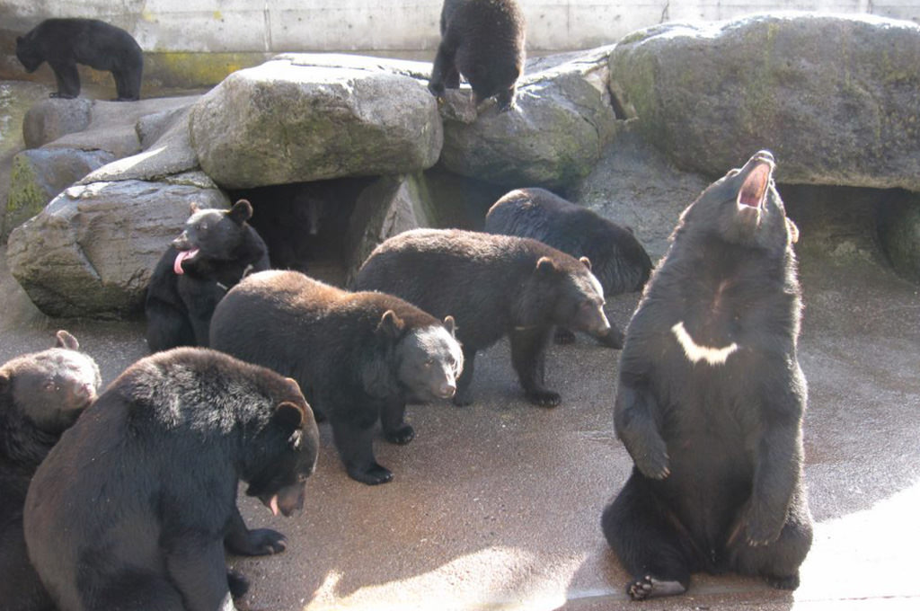 奥飛騨クマ牧場 画像