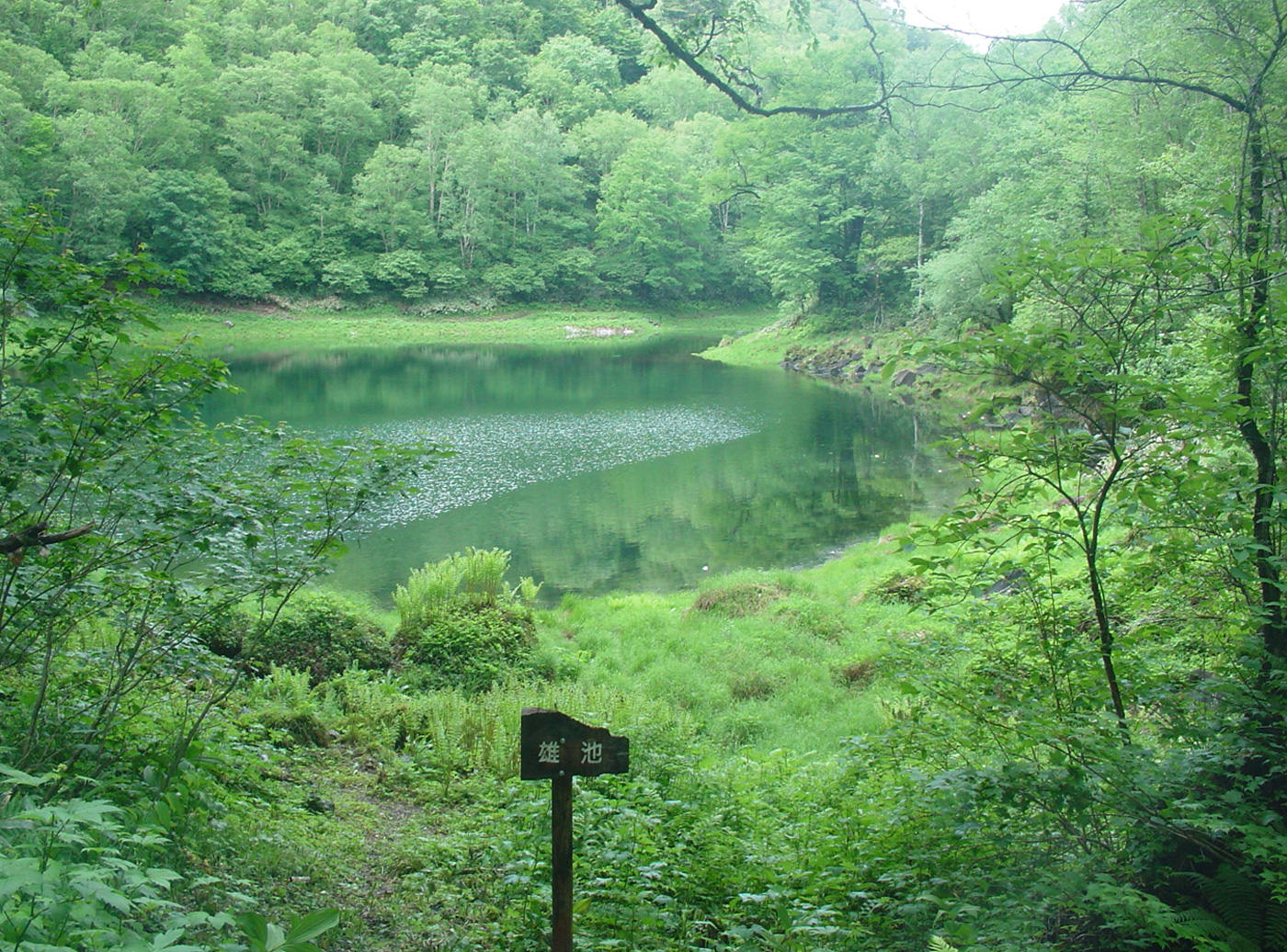 乗鞍山麓 五色ヶ原の森