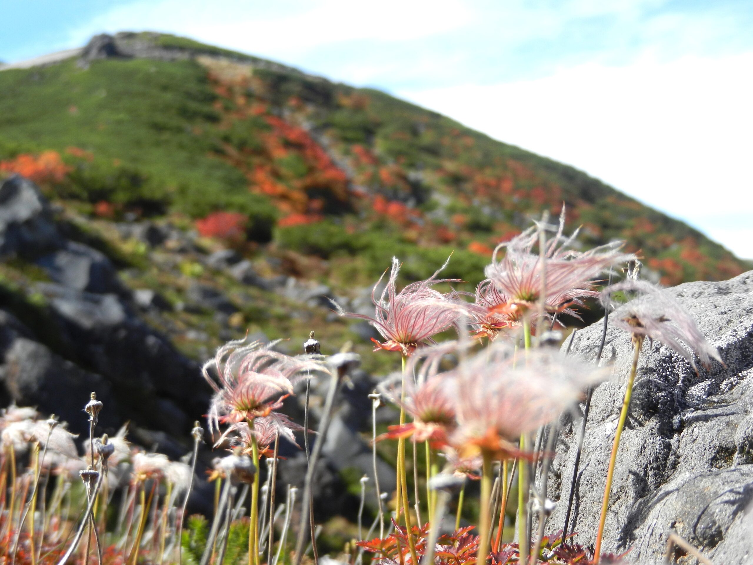 チングルマ（8月下旬）
