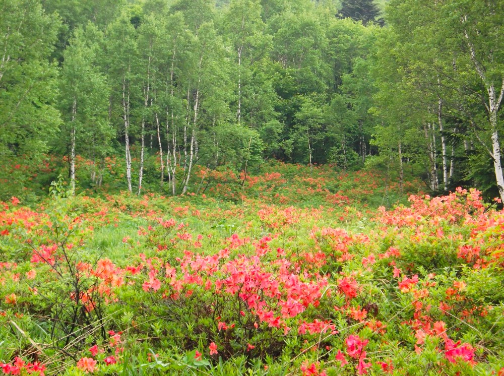 子ノ原高原レンゲツツジ群落