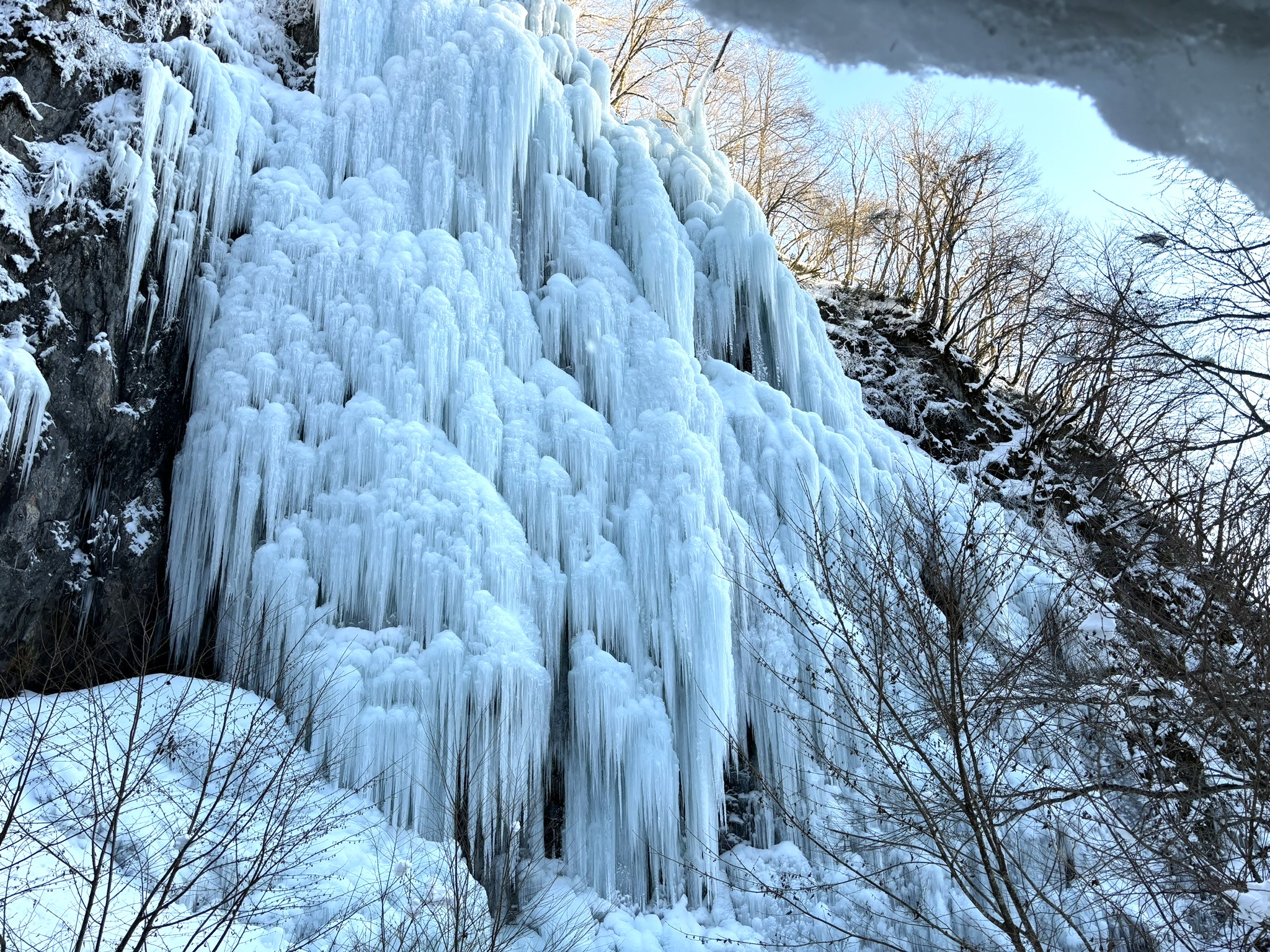 厳寒期、屋外の立木に散水し巨大な氷柱を作成