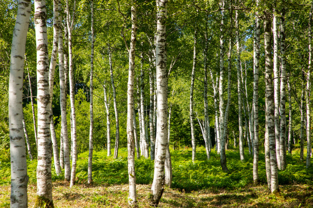 日和田高原　白樺林