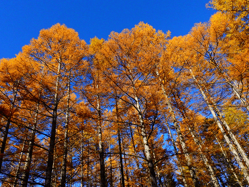紅葉したカラマツ