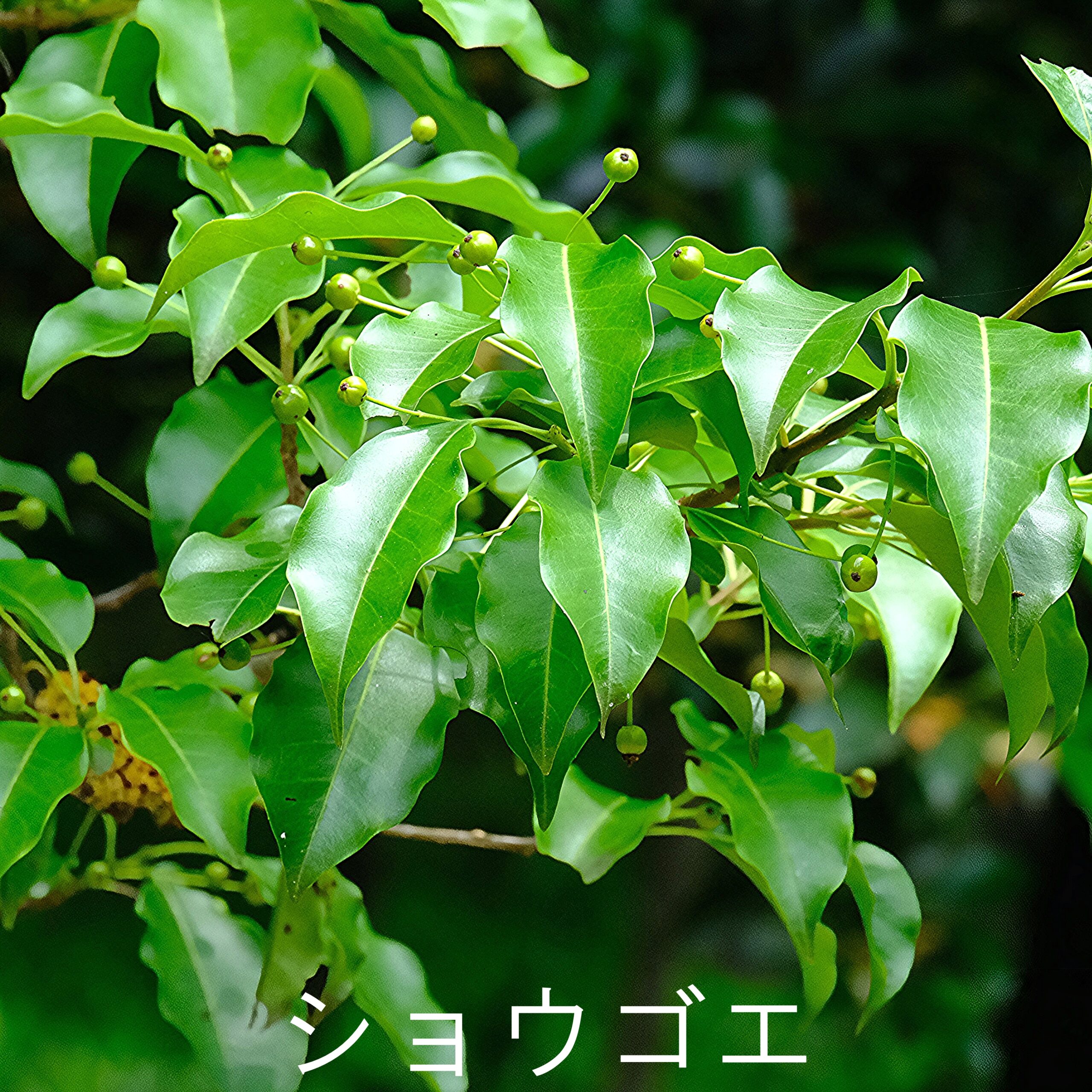 あなたが現在見ているのは 飛騨の榊：ショウゴエ