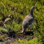 乗鞍岳・中央アルプス ライチョウ報告会 終了