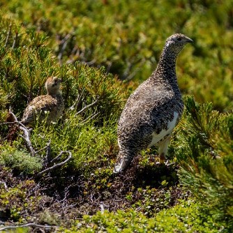 あなたが現在見ているのは 乗鞍岳・中央アルプス ライチョウ報告会 終了