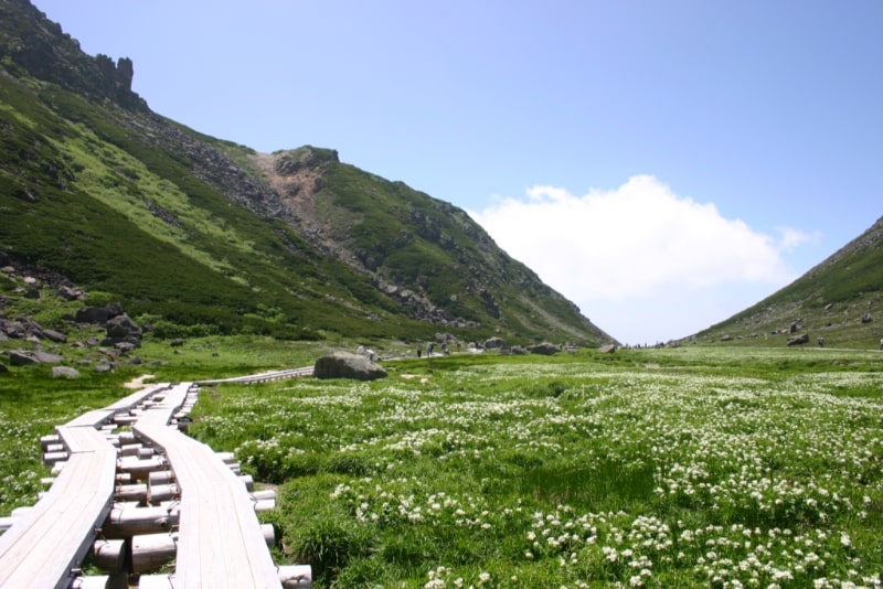 あなたが現在見ているのは 乗鞍岳外来植物除去作業ボランティア募集！！