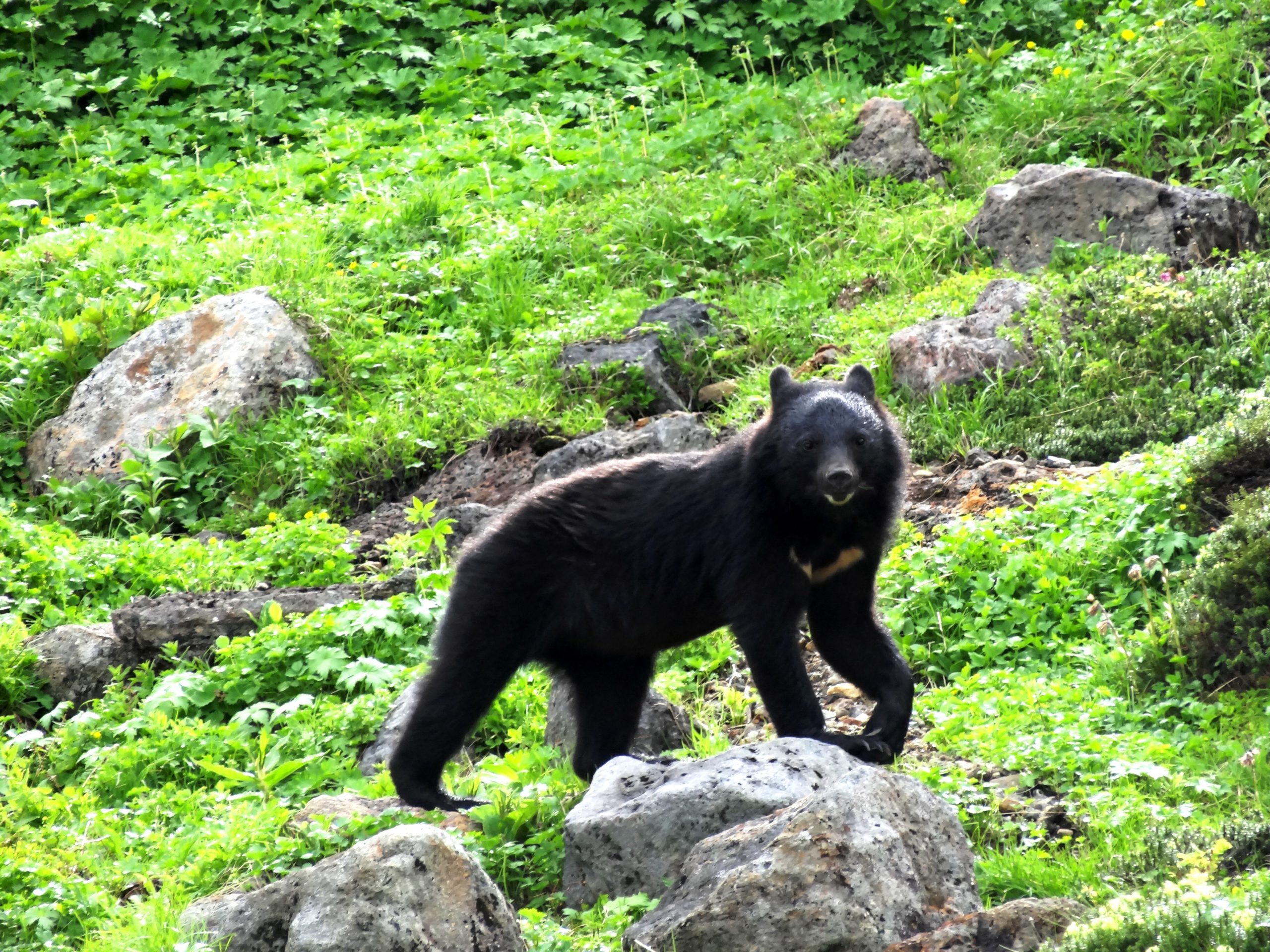 乗鞍岳周辺でのクマの出没にご注意ください 岐阜県中部山岳国立公園活性化推進協議会