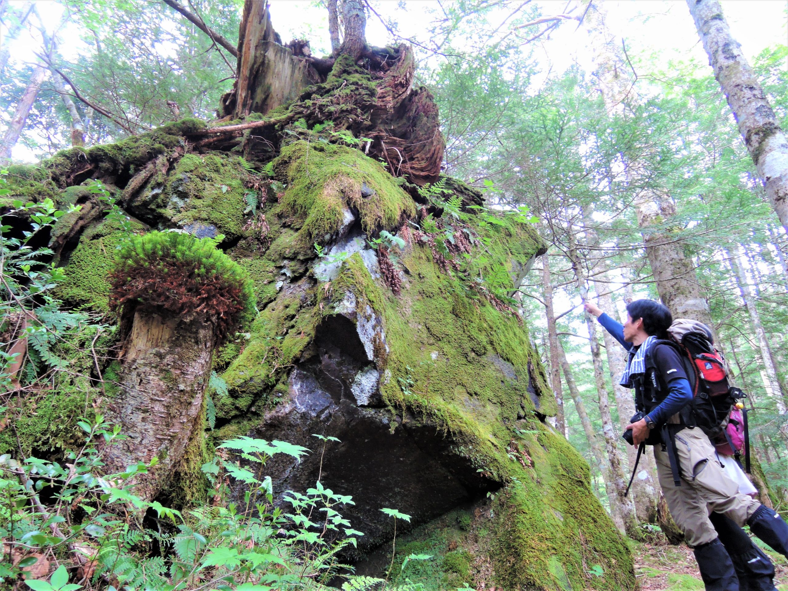神秘の池と伏流水の滝 五色ヶ原の森で楽しむ シラビソコース 岐阜県中部山岳国立公園