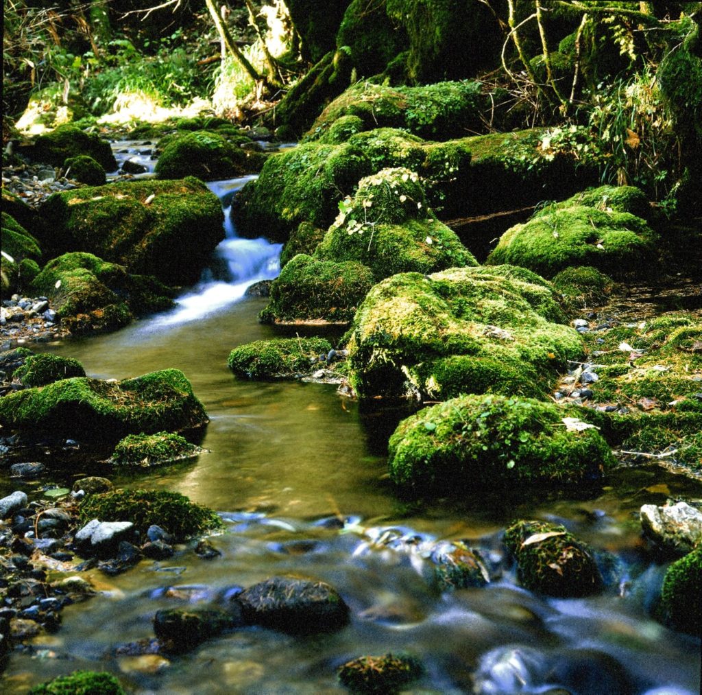 乗鞍山麓五色ヶ原の森のご紹介 岐阜県中部山岳国立公園活性化推進協議会