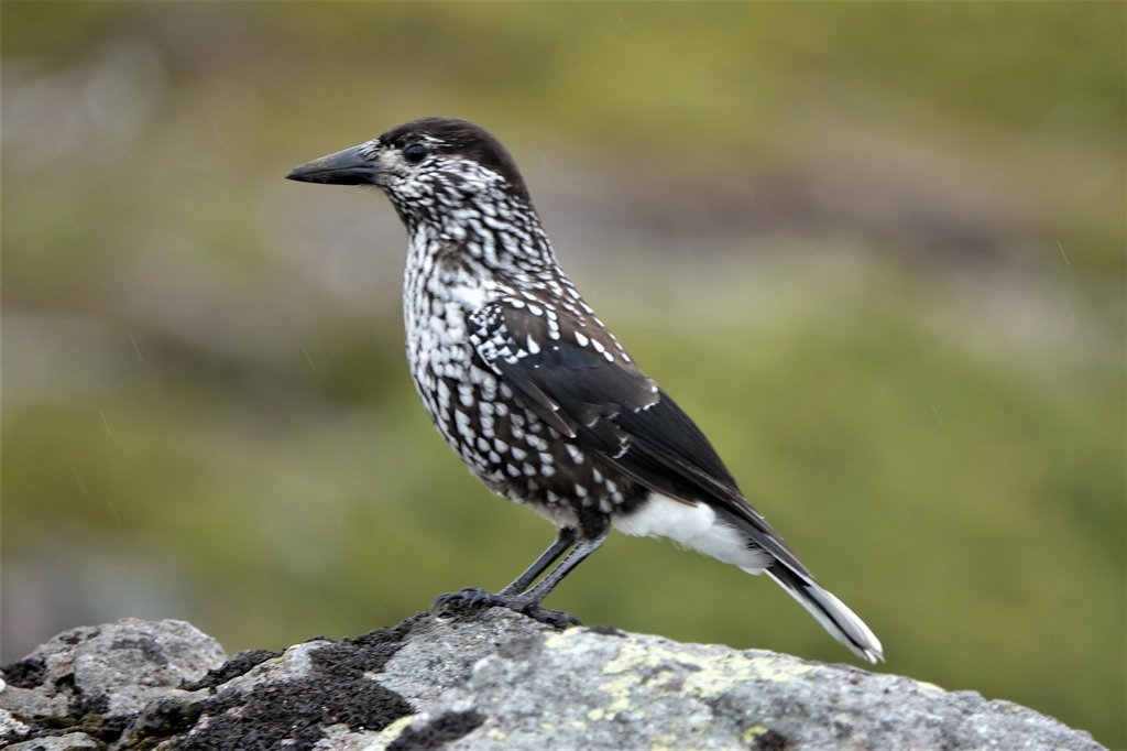 乗鞍岳の野鳥のご紹介 岐阜県中部山岳国立公園活性化推進協議会