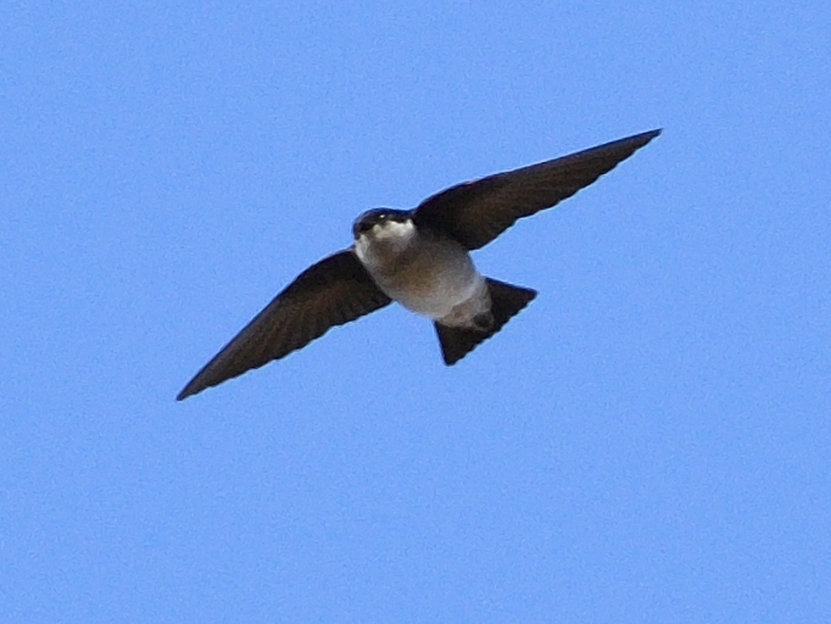 乗鞍岳の野鳥のご紹介 岐阜県中部山岳国立公園