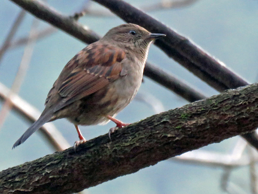 乗鞍岳の野鳥のご紹介 岐阜県中部山岳国立公園