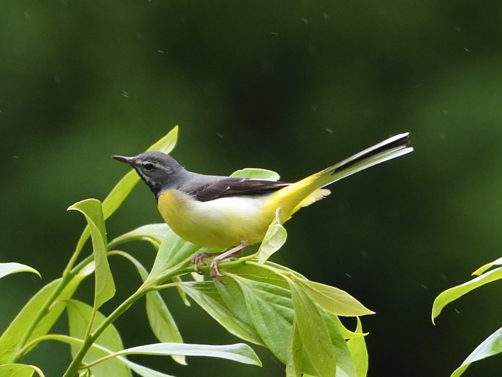 乗鞍岳の野鳥のご紹介 岐阜県中部山岳国立公園活性化推進協議会