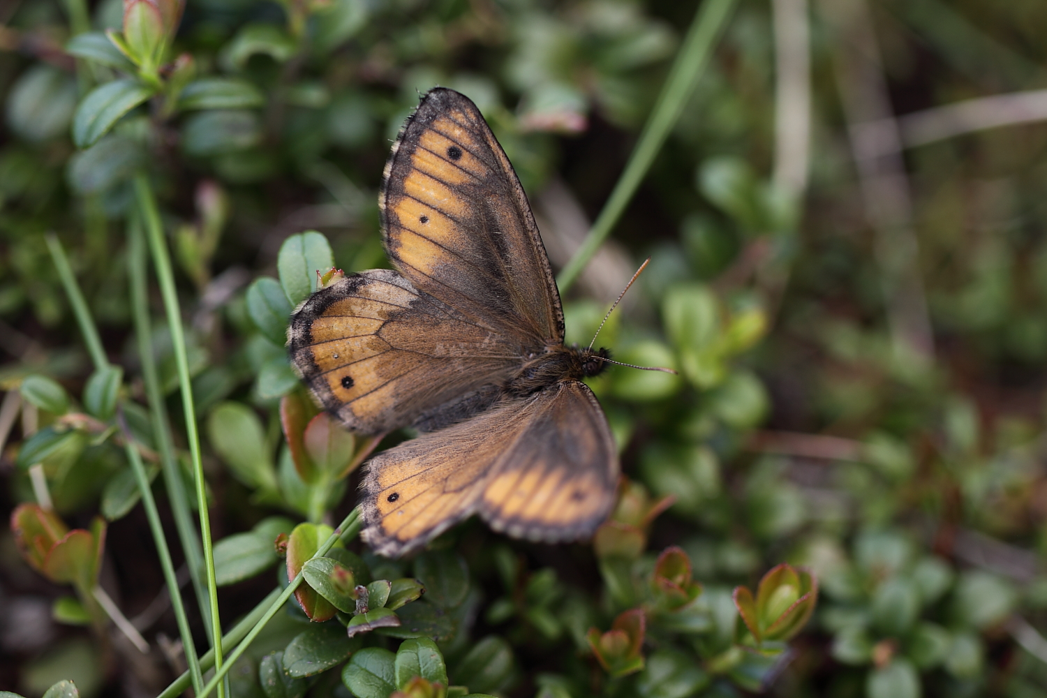 5頭セット】タカネヒカゲ、タカネキマダラ（岐阜県） 