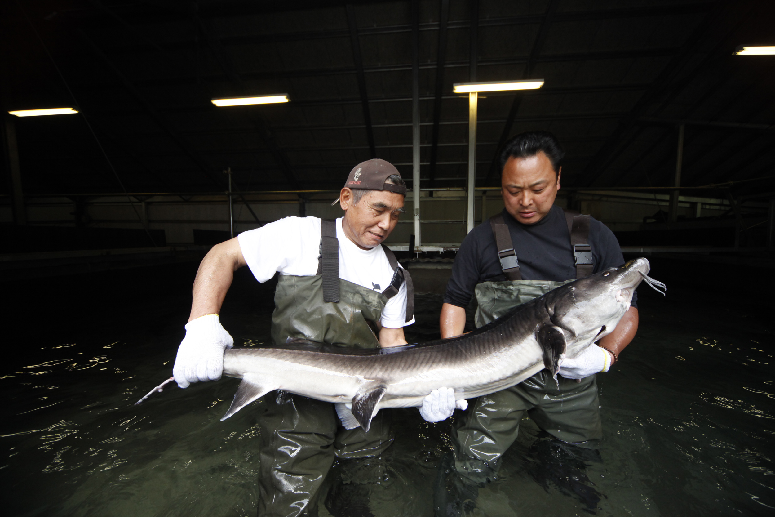 チョウザメ養殖場 岐阜県中部山岳国立公園