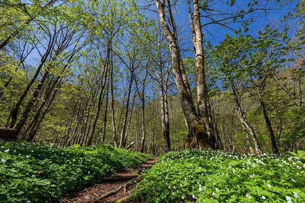 Hirayu Nature Trail