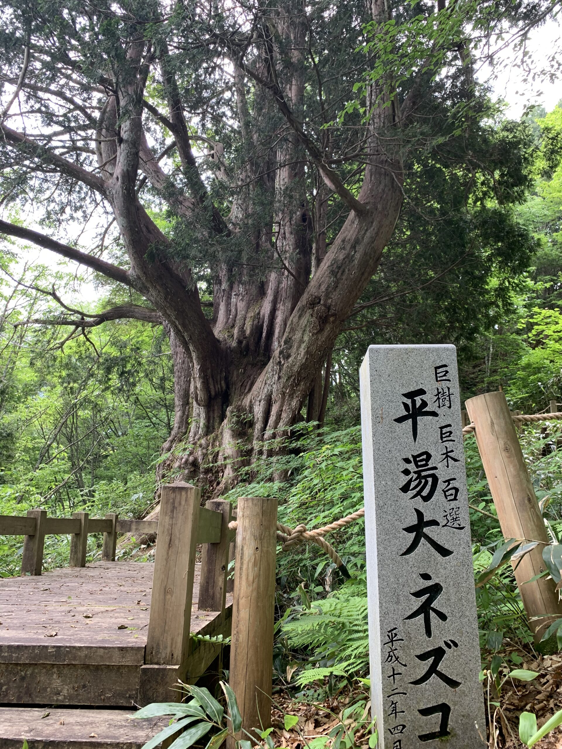 奥飛騨の先人が残した平湯温泉にある森の守り神 平湯大ネズコ 岐阜県中部山岳国立公園