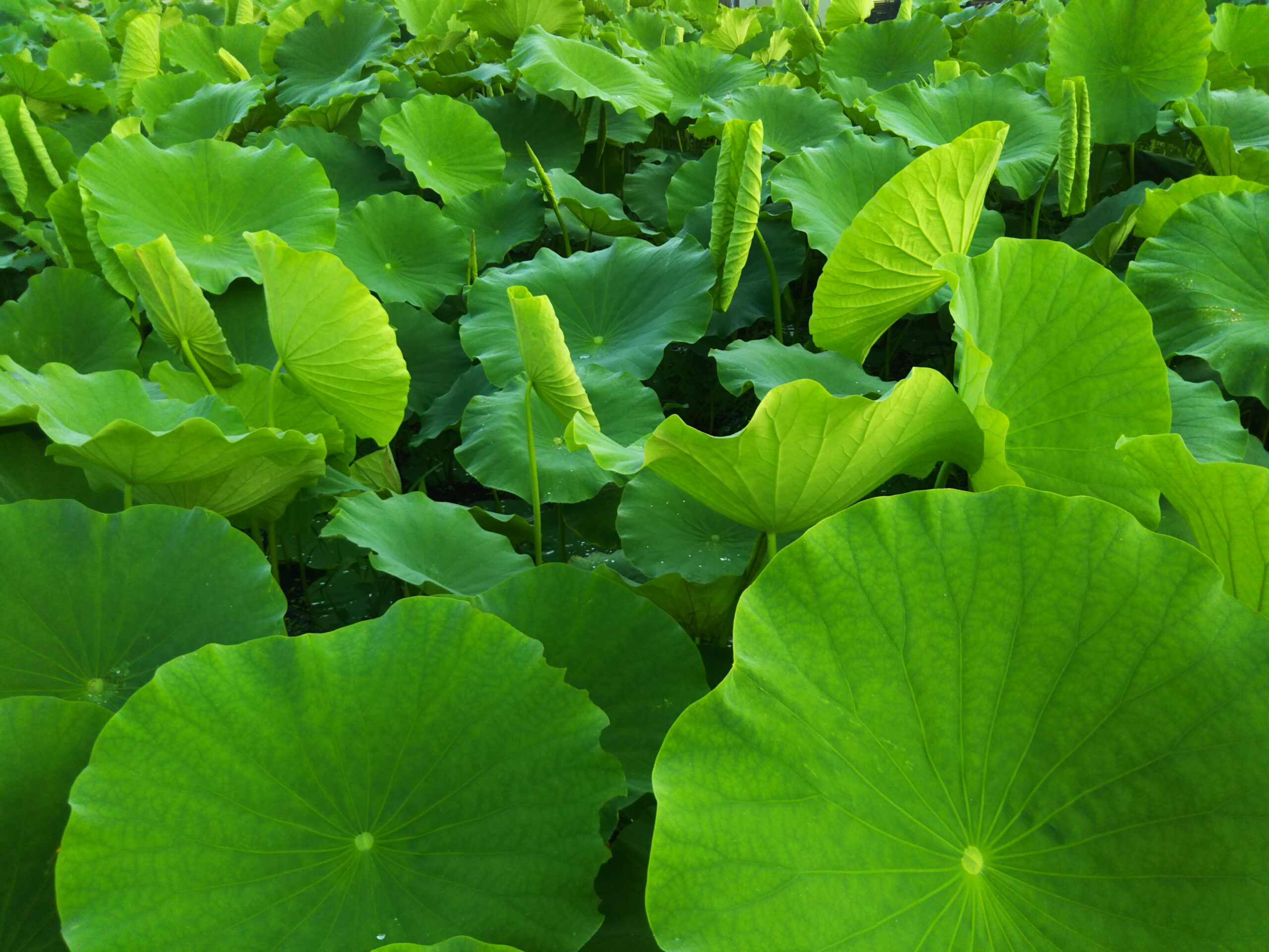 自然豊かな飛騨上宝の地で栽培される 神乃宝 飛騨れんこん 岐阜県中部山岳国立公園