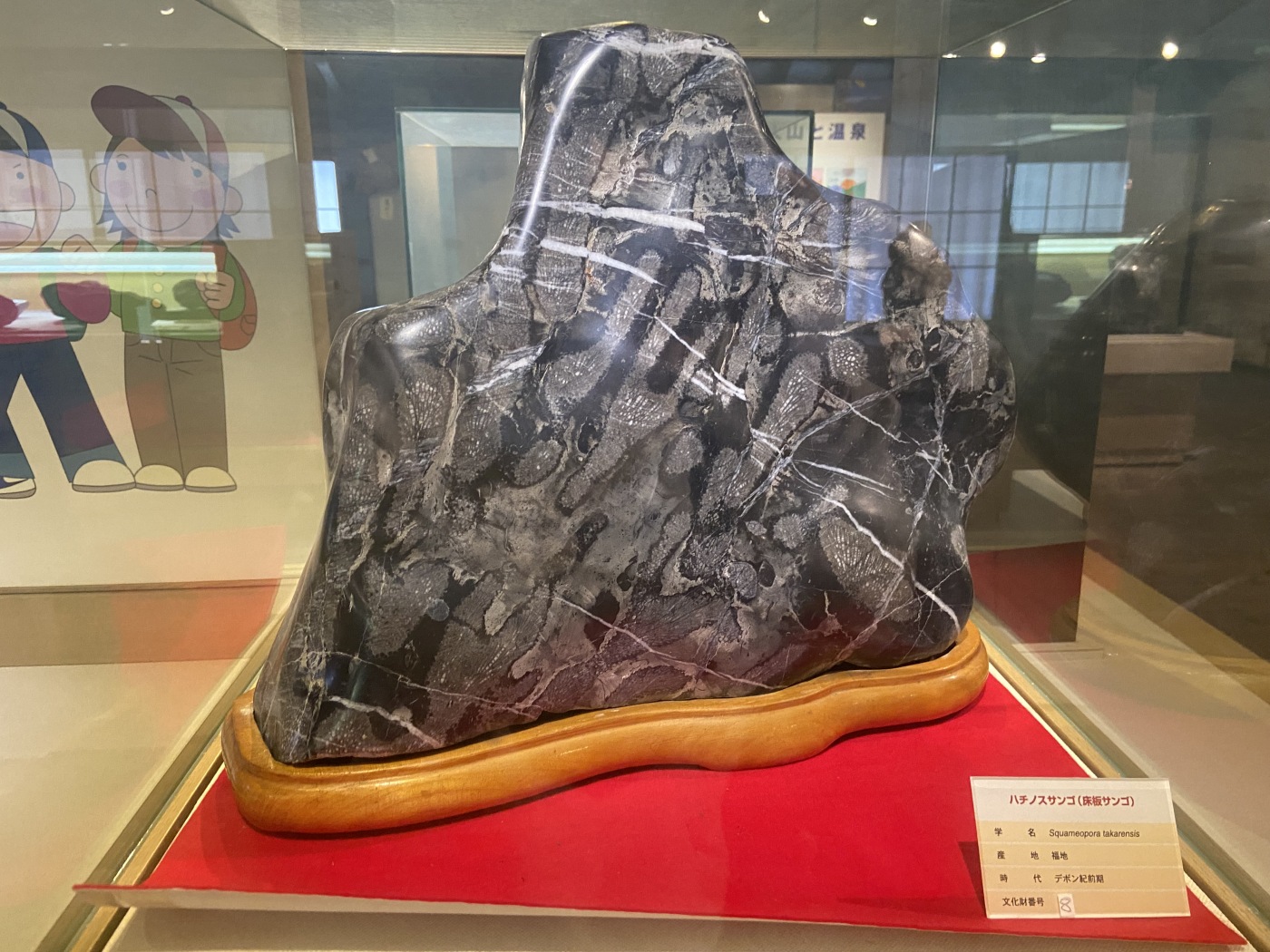 日本の化石　福地の化石　８８０６U４